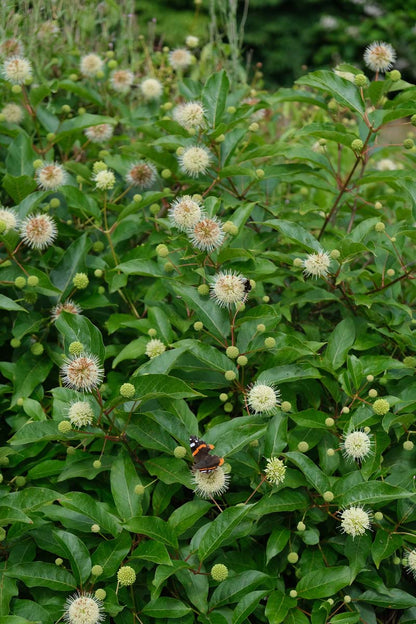 Cephalanthus occidentalis Tuinplanten bloem