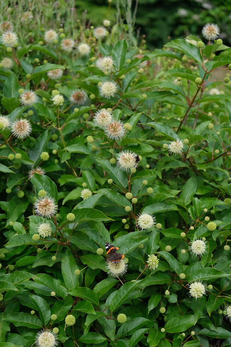 Cephalanthus occidentalis op stam bloem