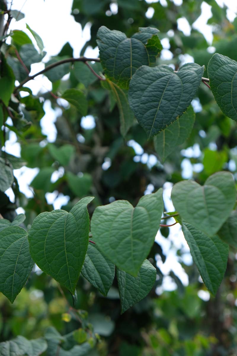 Cercidiphyllum japonicum dakboom blad