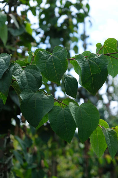 Cercidiphyllum japonicum dakboom blad