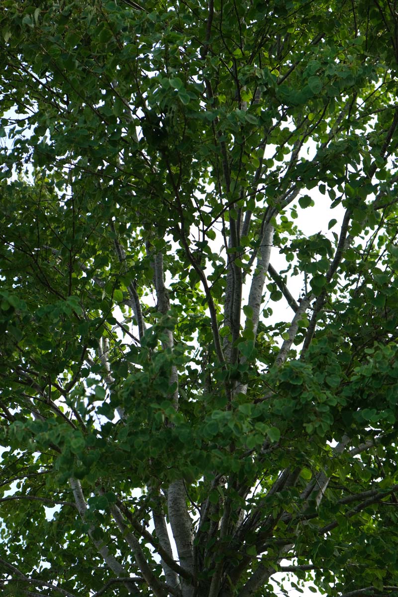 Cercidiphyllum japonicum op stam kroon