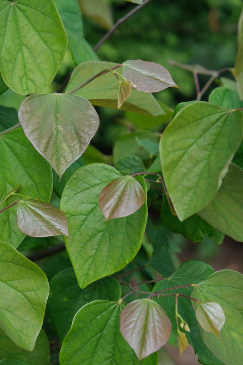 Cercis canadensis solitair blad