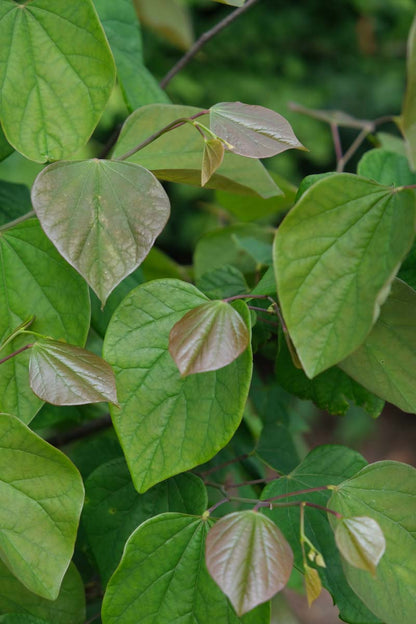 Cercis canadensis Tuinplanten blad