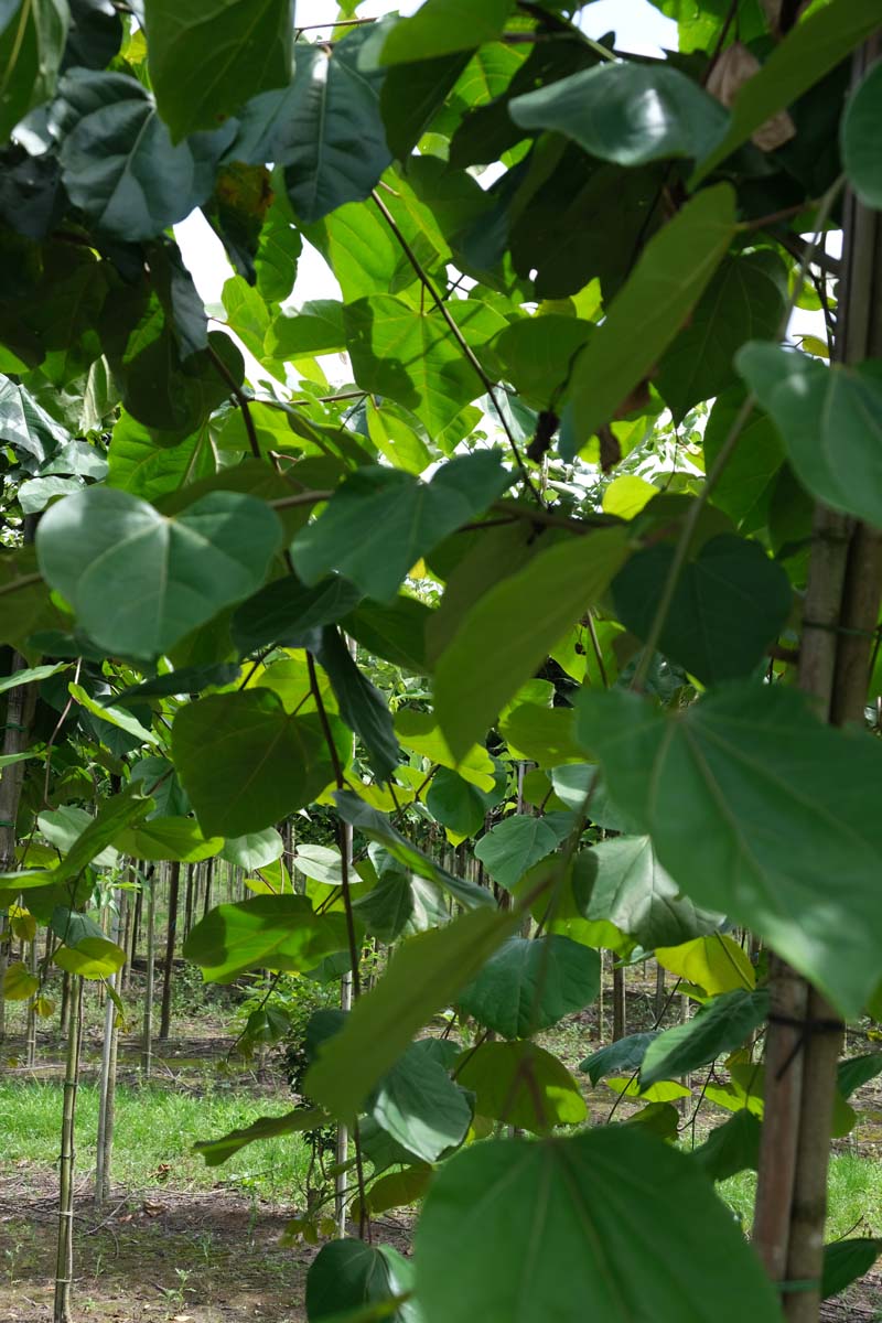 Cercis glabra op stam stam