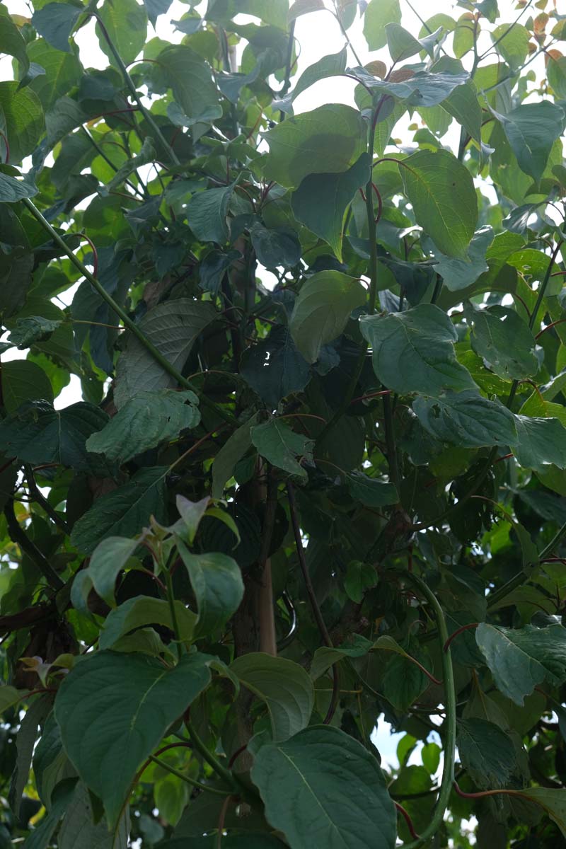 Cornus controversa Tuinplanten twijg