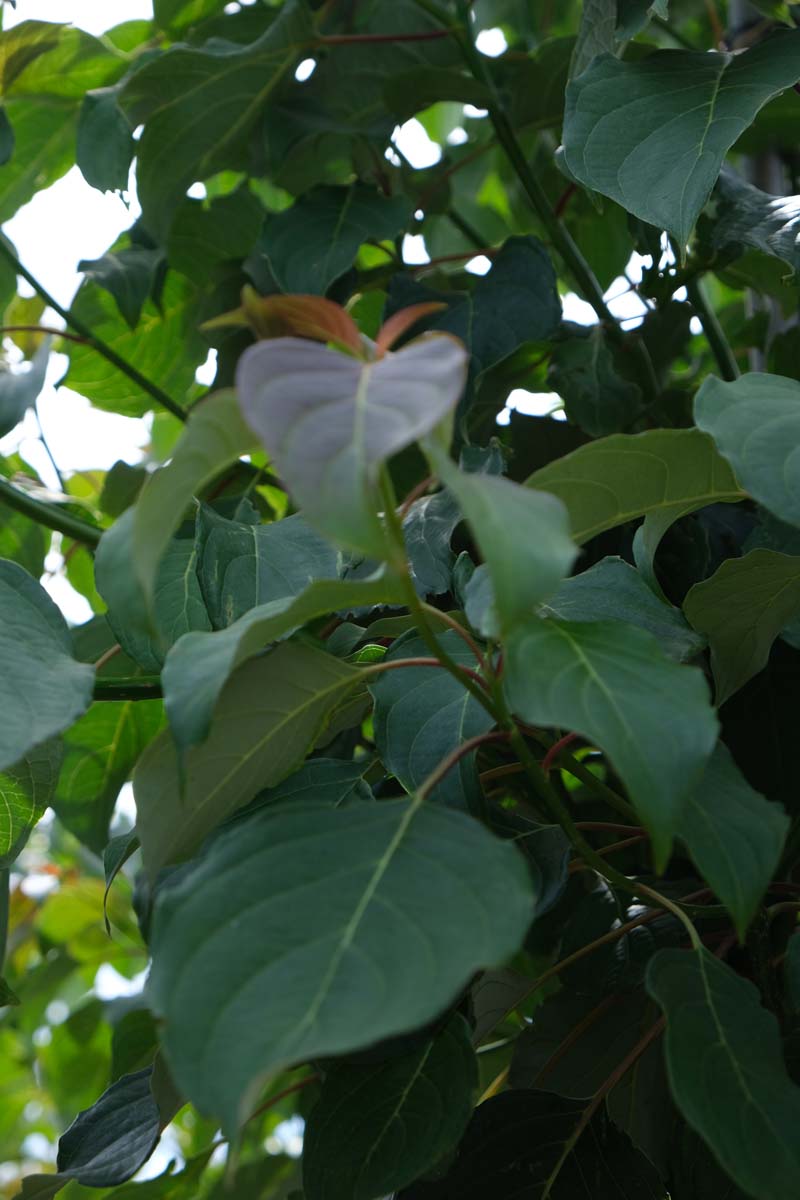 Cornus controversa Tuinplanten twijg