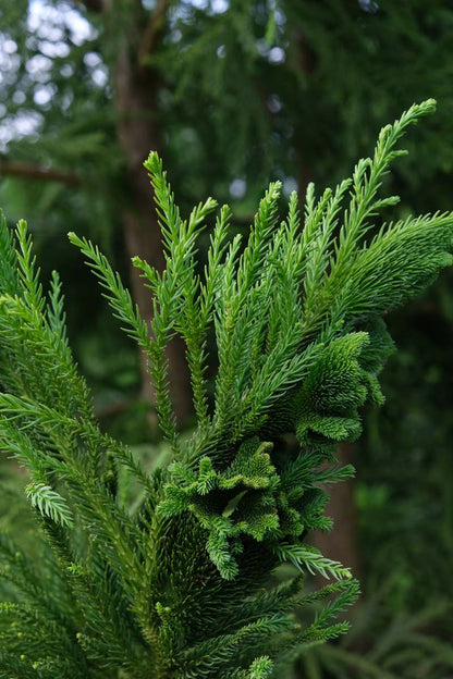 Cryptomeria japonica 'Cristata' Tuinplanten twijg