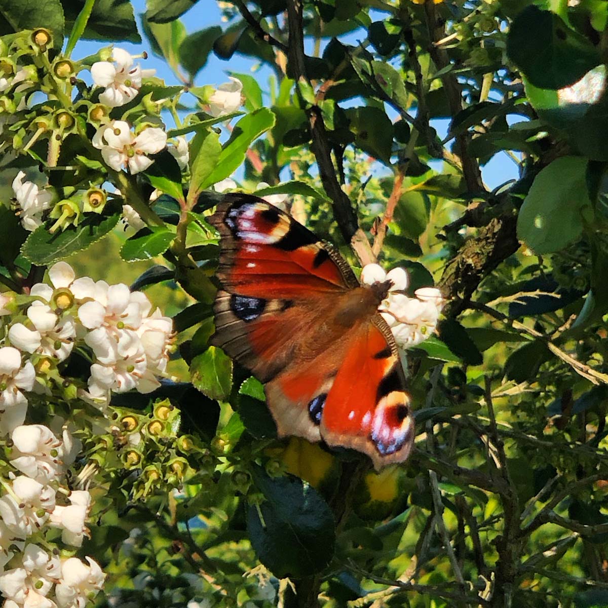 Escallonia 'Iveyi' meerstammig / struik biodiversiteit