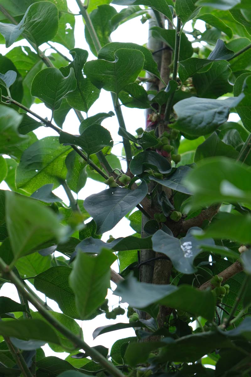 Euonymus hamiltonianus Tuinplanten stam