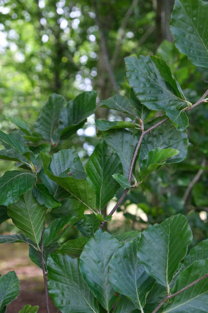 Fagus sylvatica 'Dawyck' Tuinplanten twijg