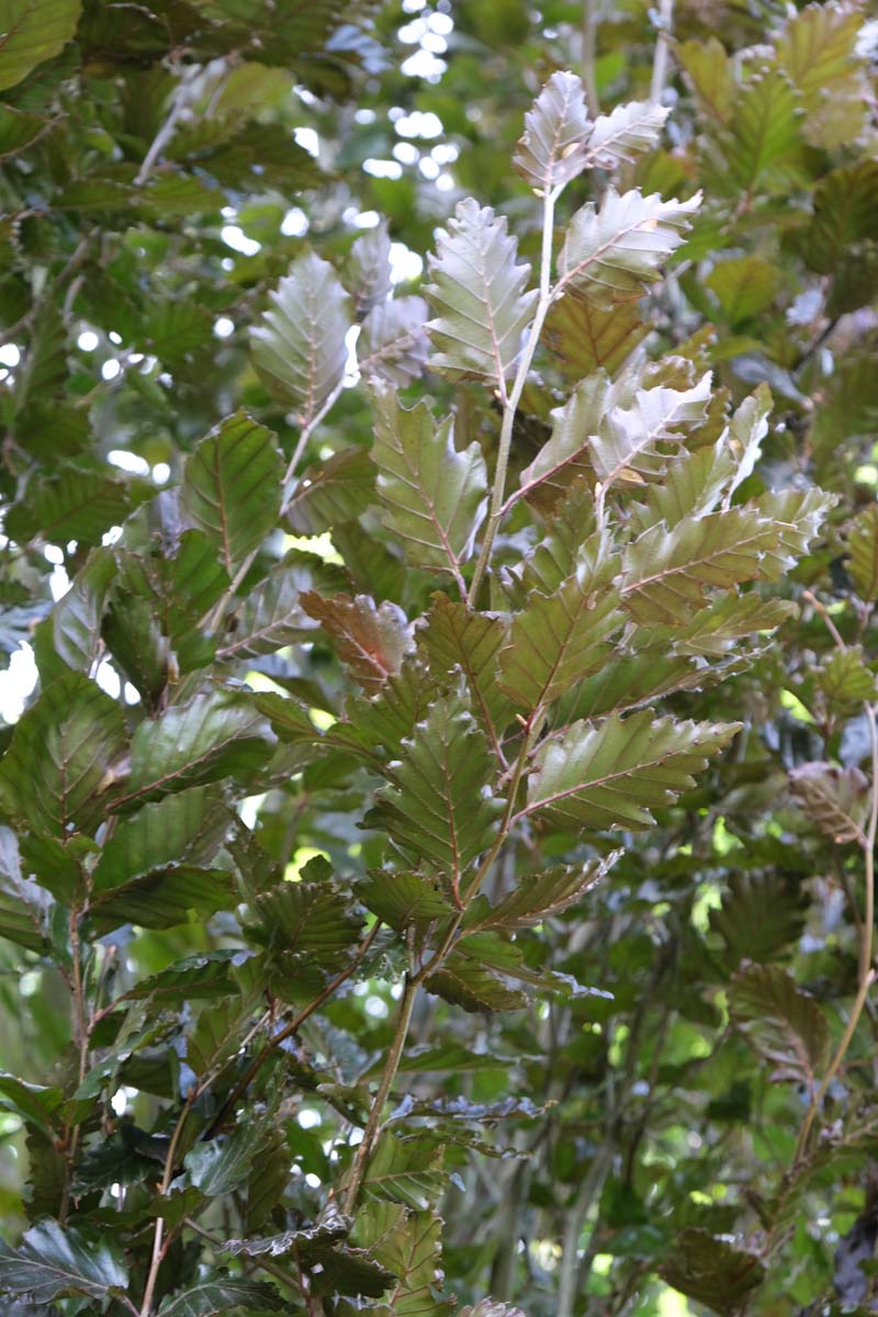 Fagus sylvatica 'Rohanii' solitair