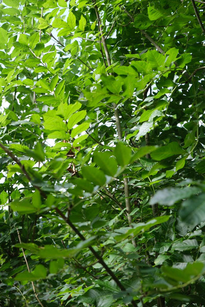 Fraxinus excelsior op stam twijg