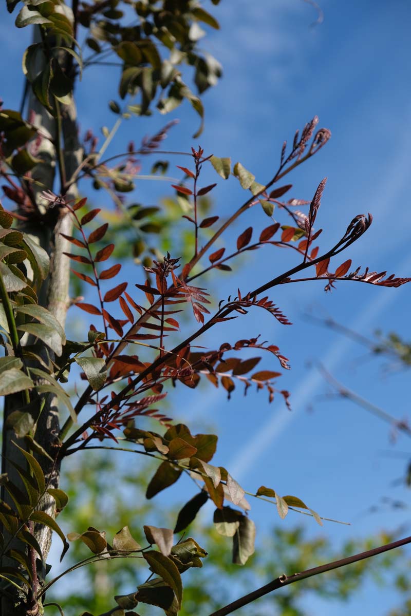 Gleditsia triacanthos 'Rubylace' Tuinplanten blad