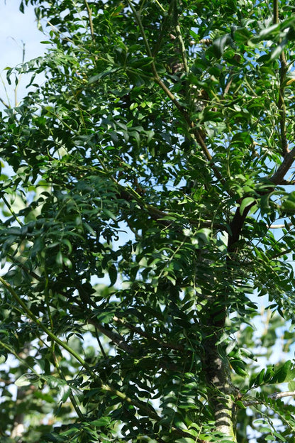 Gleditsia triacanthos 'Skyline' Tuinplanten stam