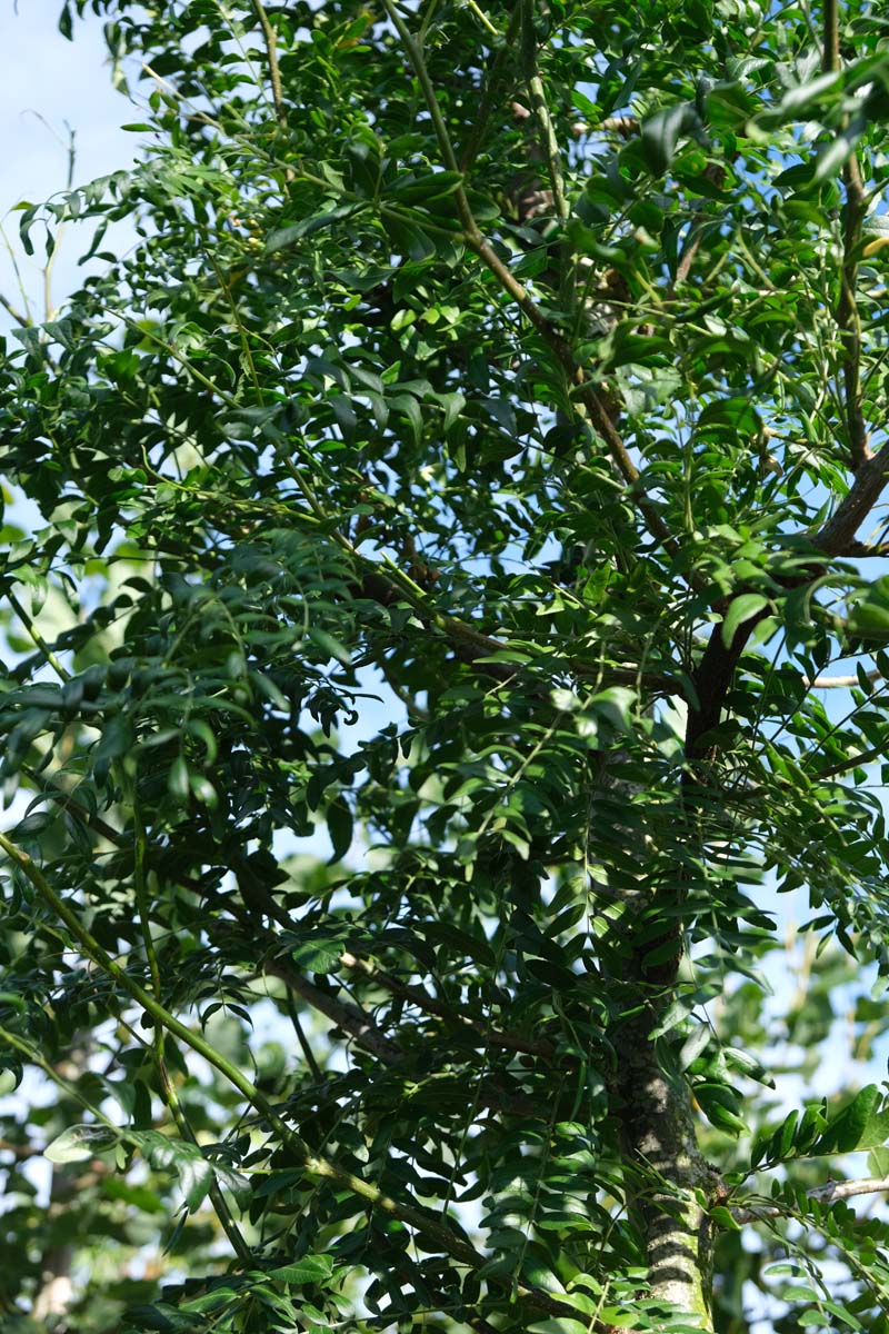 Gleditsia triacanthos 'Skyline' solitair stam