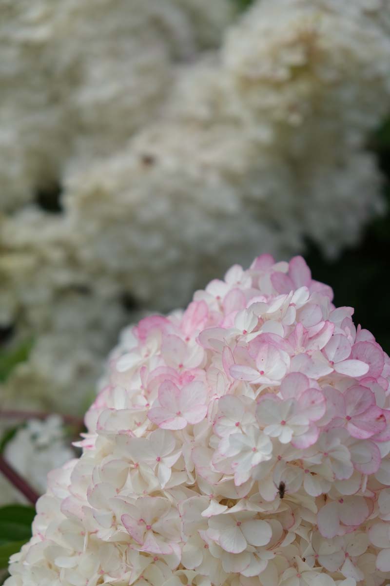 Hydrangea paniculata 'Renhy' op stam bloem