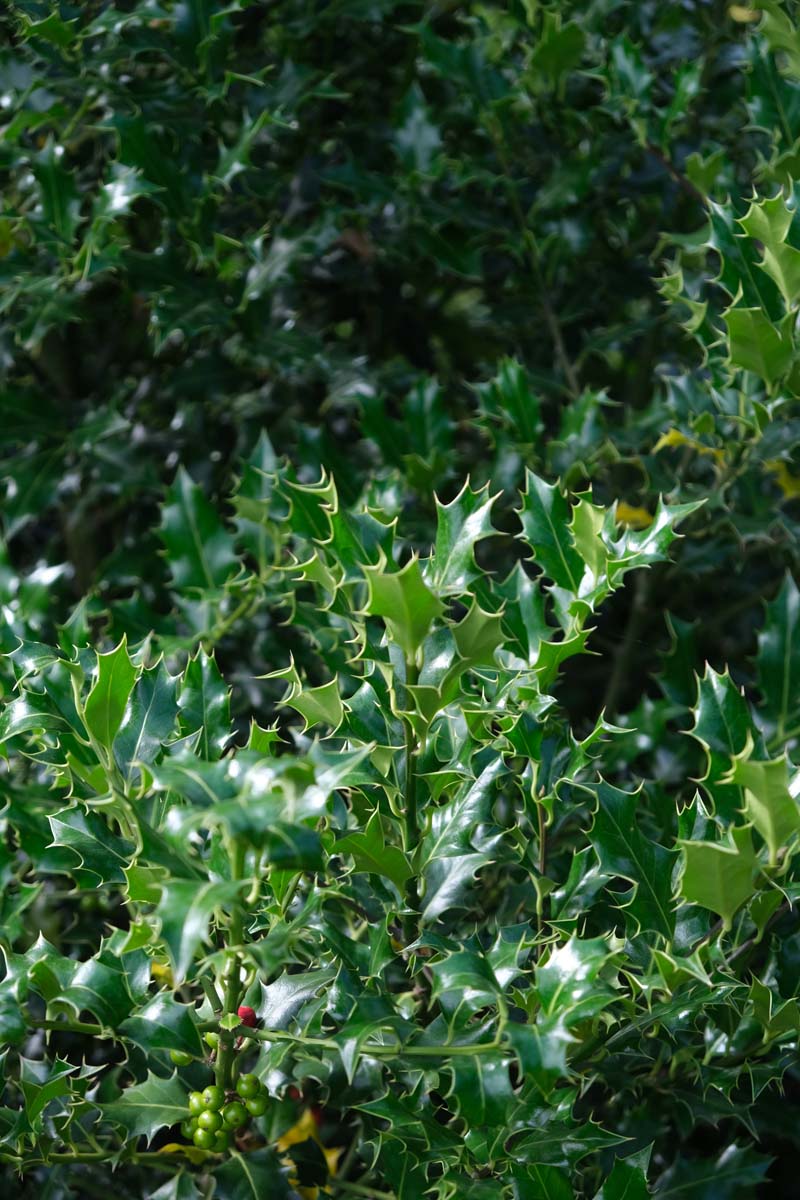 Ilex aquifolium haagplant blad