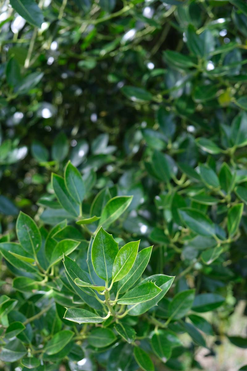 Ilex aquifolium meerstammig / struik blad