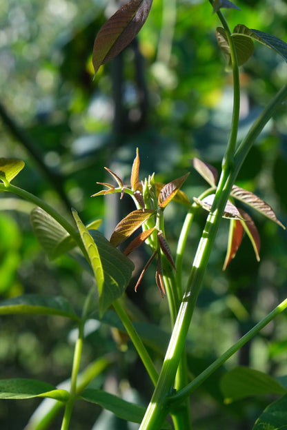 Juglans regia 'Buccaneer' op stam blad