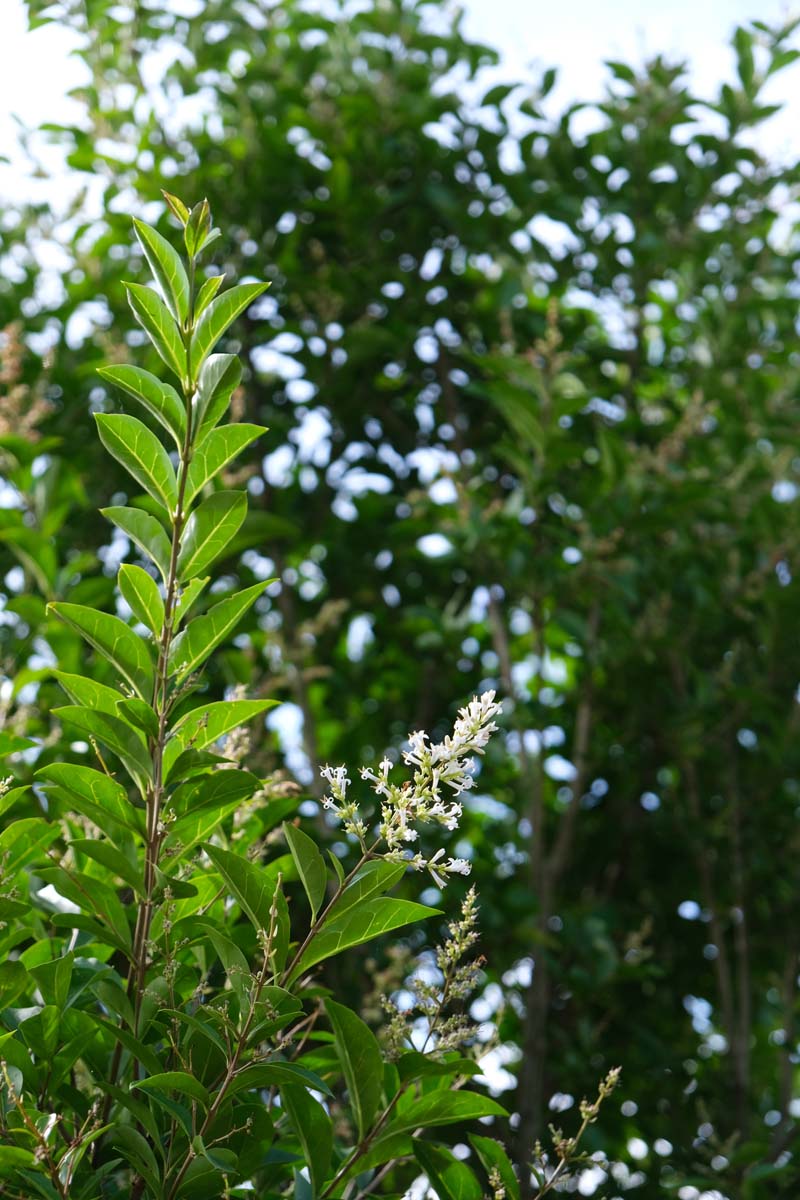 Ligustrum ovalifolium haagplant bloem