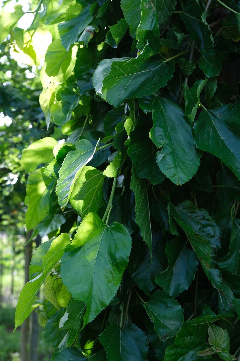 Morus alba 'Pendula' op stam