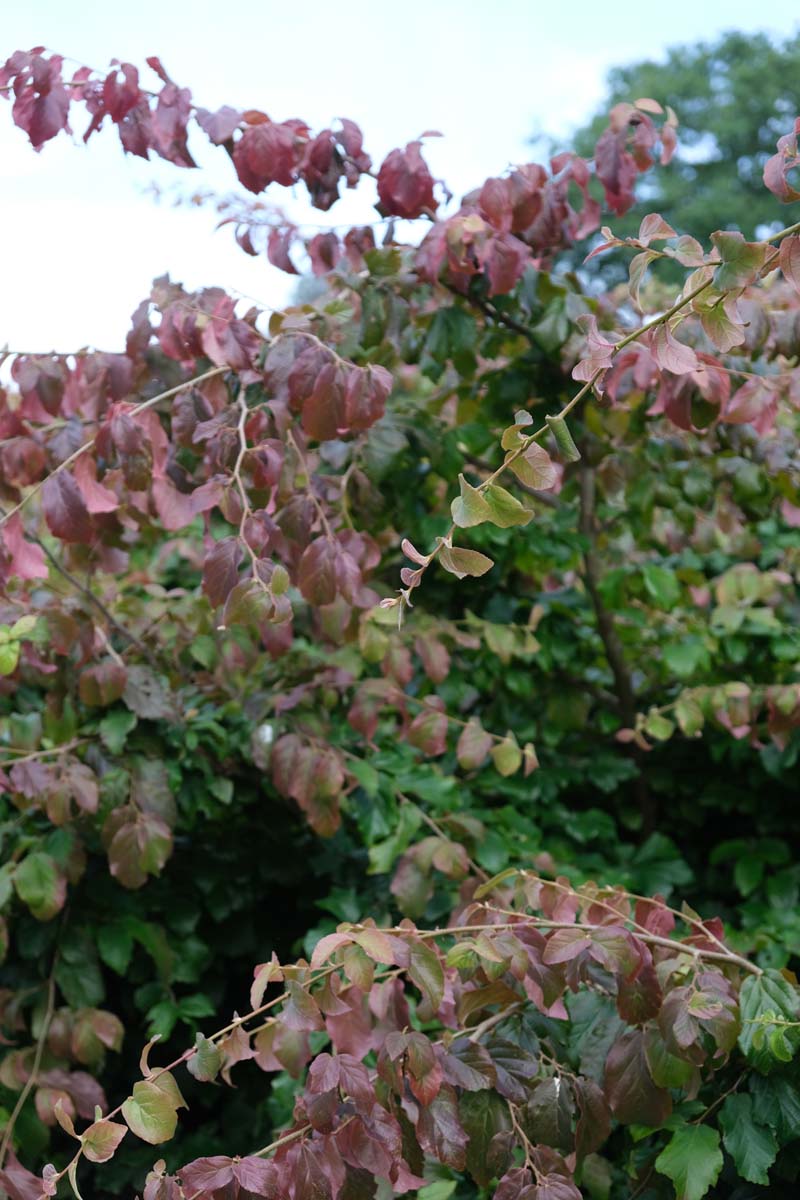 Parrotia persica leiboom twijg