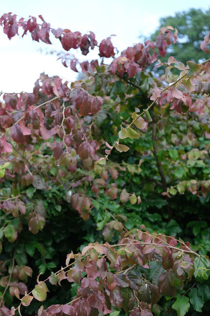 Parrotia persica Tuinplanten twijg