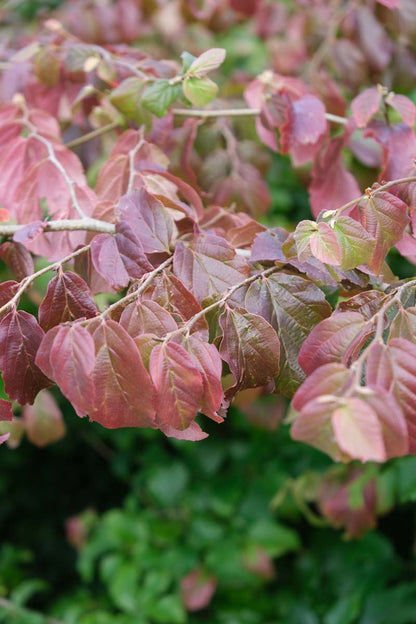 Parrotia persica dakboom twijg