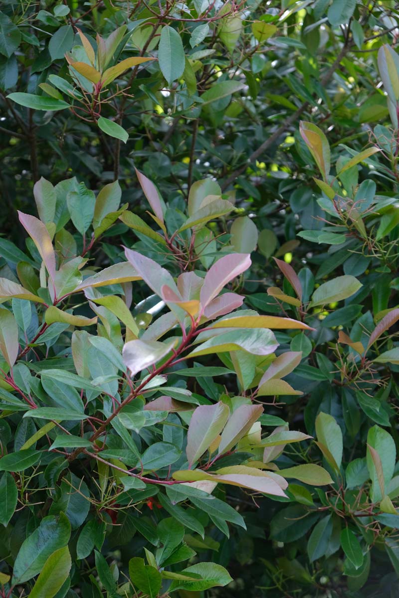 Photinia fraseri 'Red Robin' solitair blad