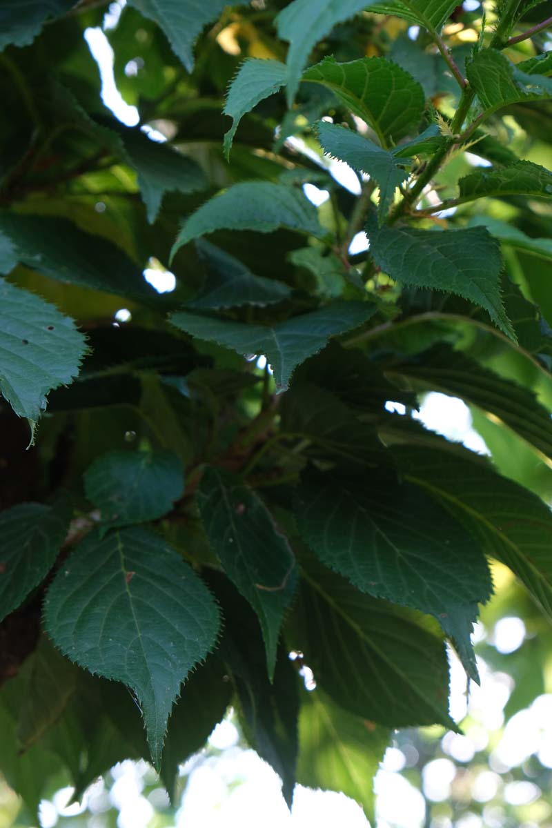 Prunus 'Okame' op stam blad