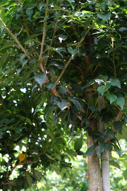 Prunus 'Pandora' meerstammig / struik stam