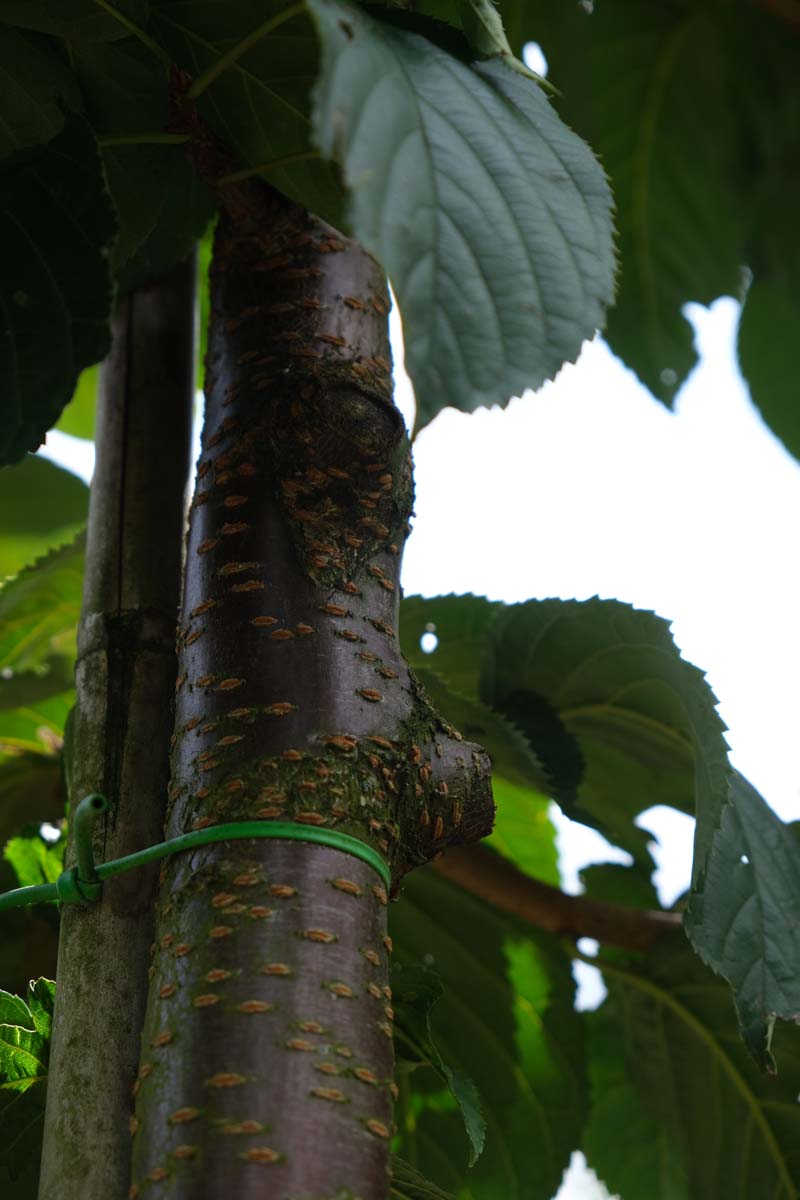 Prunus sargentii 'Rancho' meerstammig / struik stam