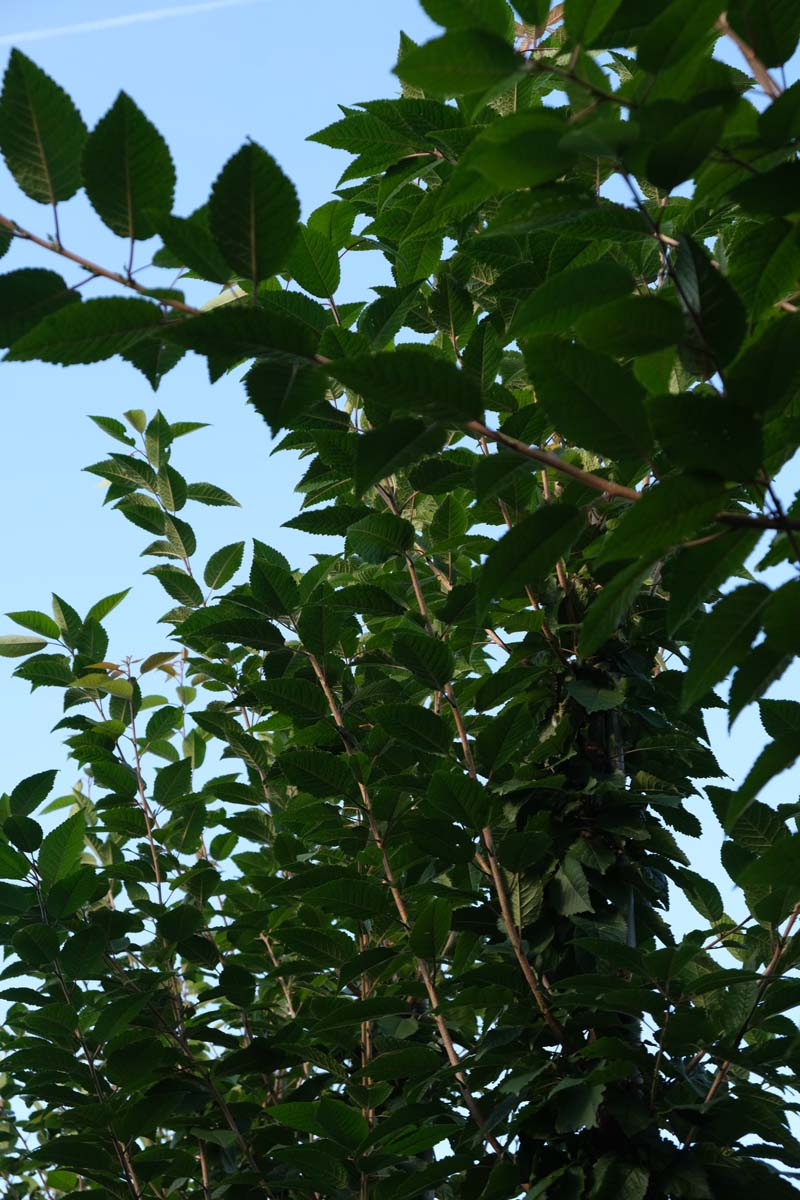 Prunus schmittii op stam blad