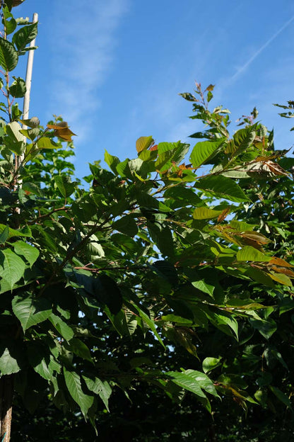 Prunus serrulata 'Fugenzo' op stam twijg