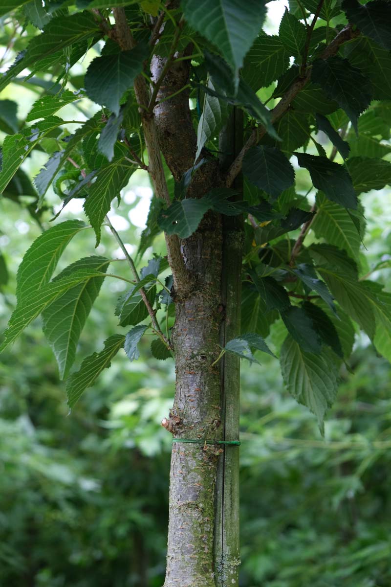 Prunus serrulata 'Sunset Boulevard' leiboom stam