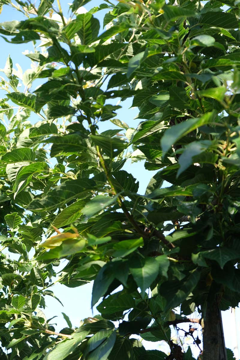 Prunus serrulata 'Ichiyo' op stam stam