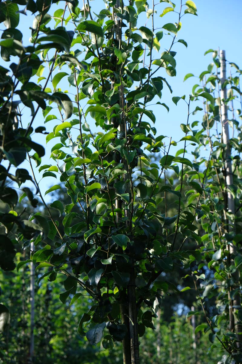 Pyrus communis caucasica op stam kroon