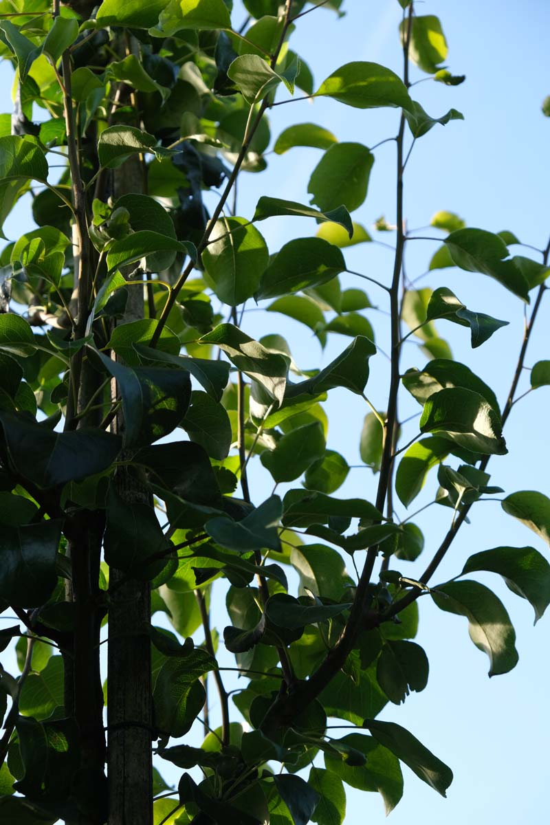 Pyrus communis caucasica op stam twijg