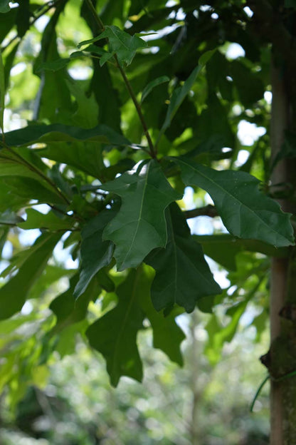 Quercus nigra op stam blad