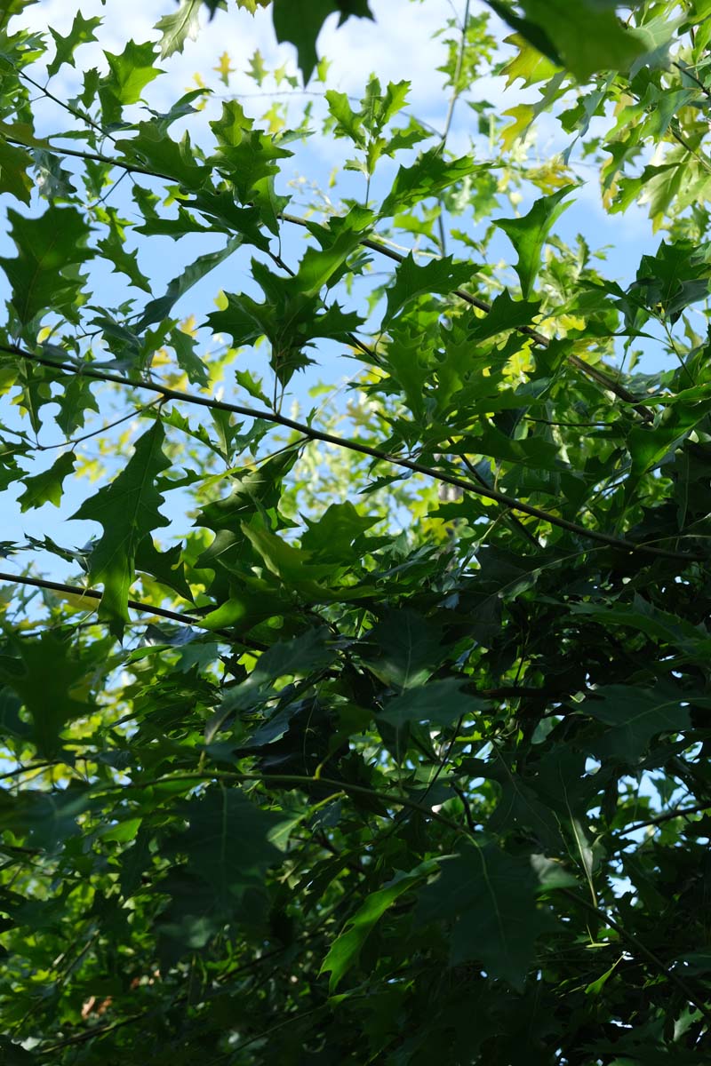 Quercus palustris op stam twijg