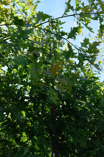 Quercus palustris op stam twijg