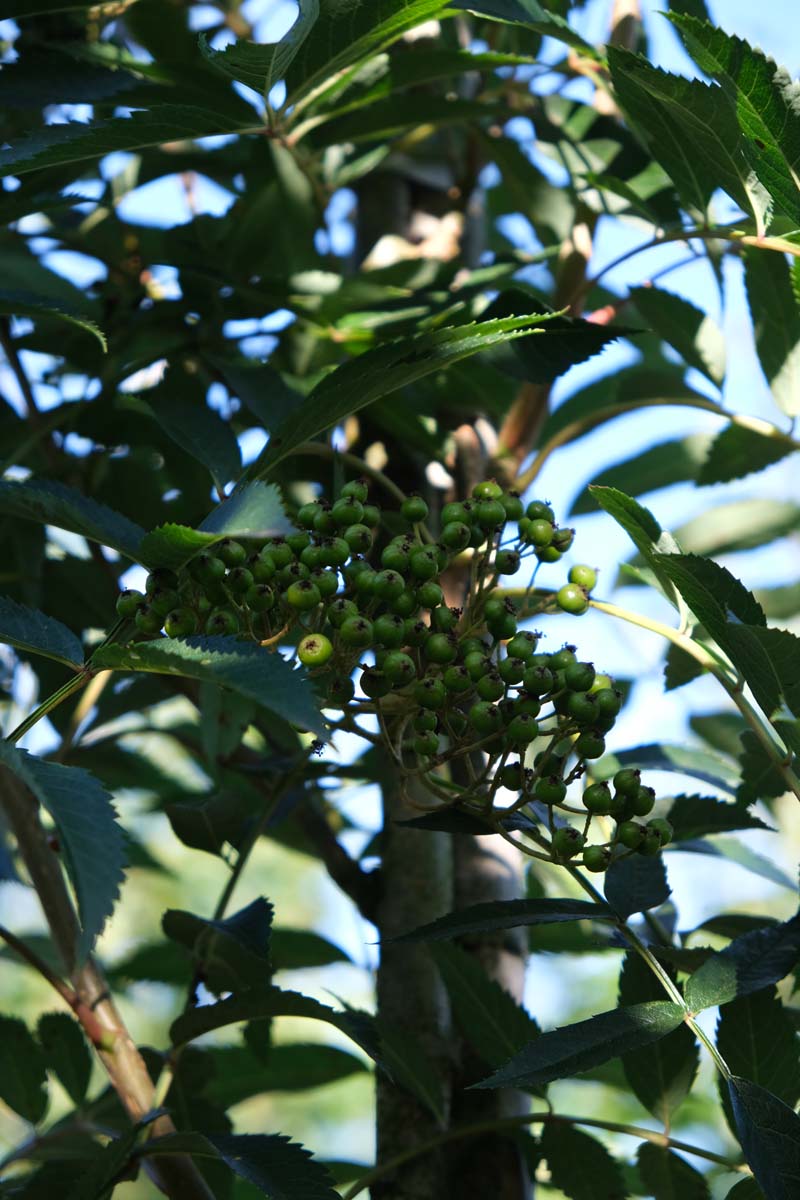 Sorbus cashmiriana op stam bes