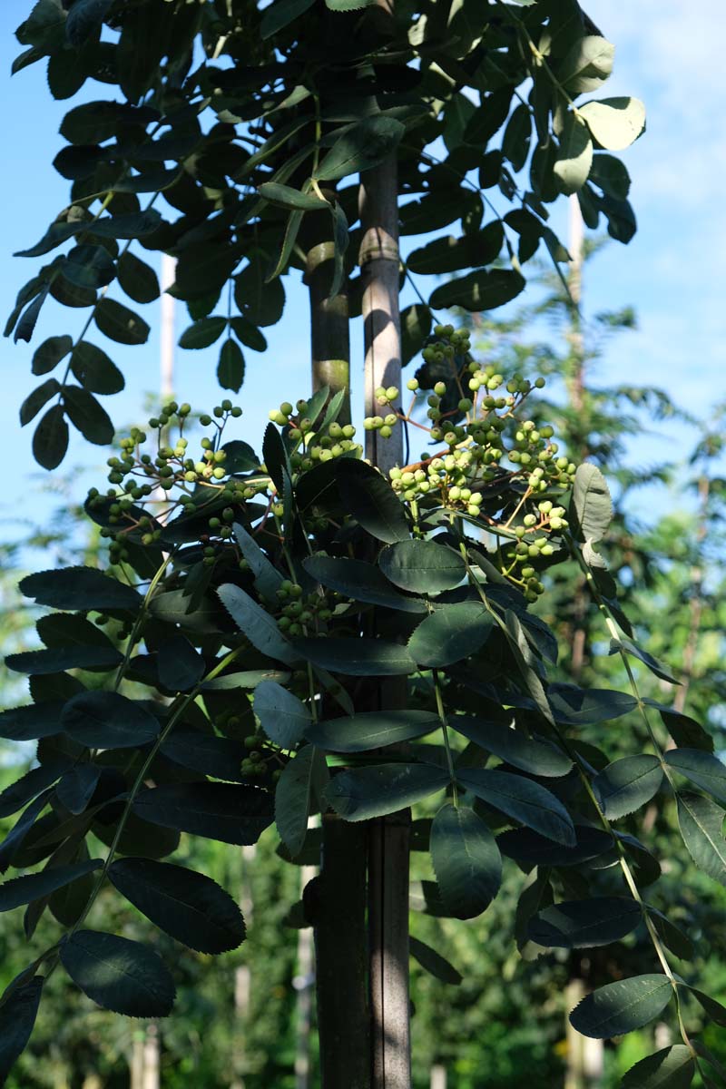 Sorbus glabrescens op stam stam