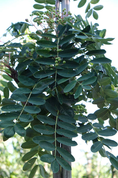 Sorbus glabrescens op stam stam