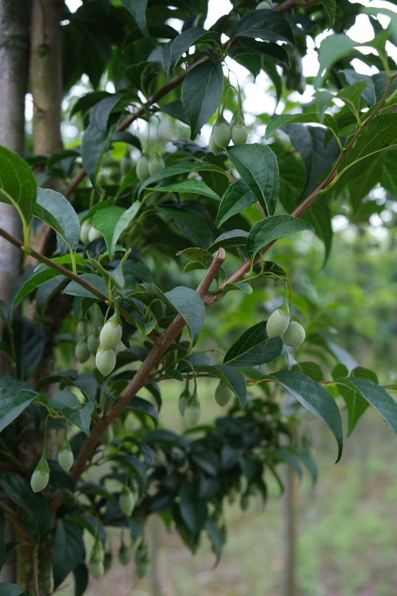 Styrax japonicus haagplant stam