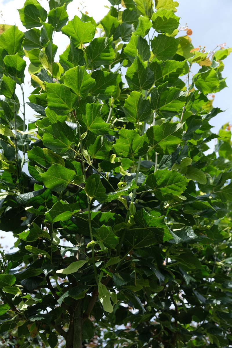 Tilia kiusiana op stam