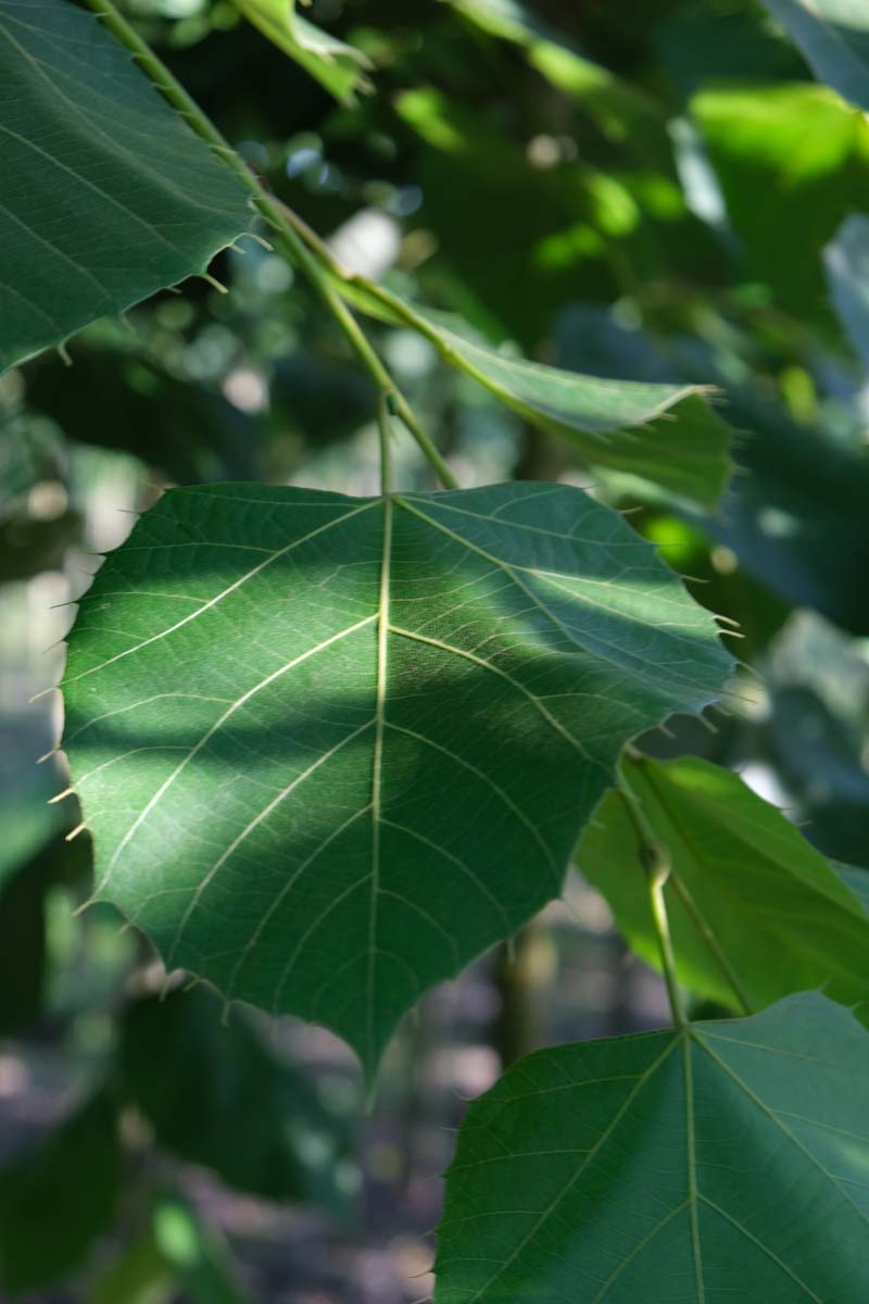 Tilia mandshurica op stam