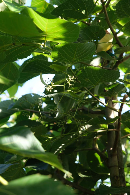 Tilia mandshurica op stam