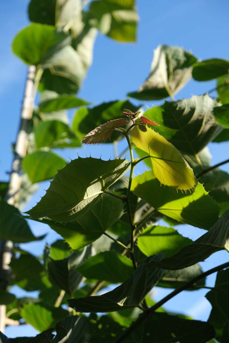 Tilia mandshurica op stam blad