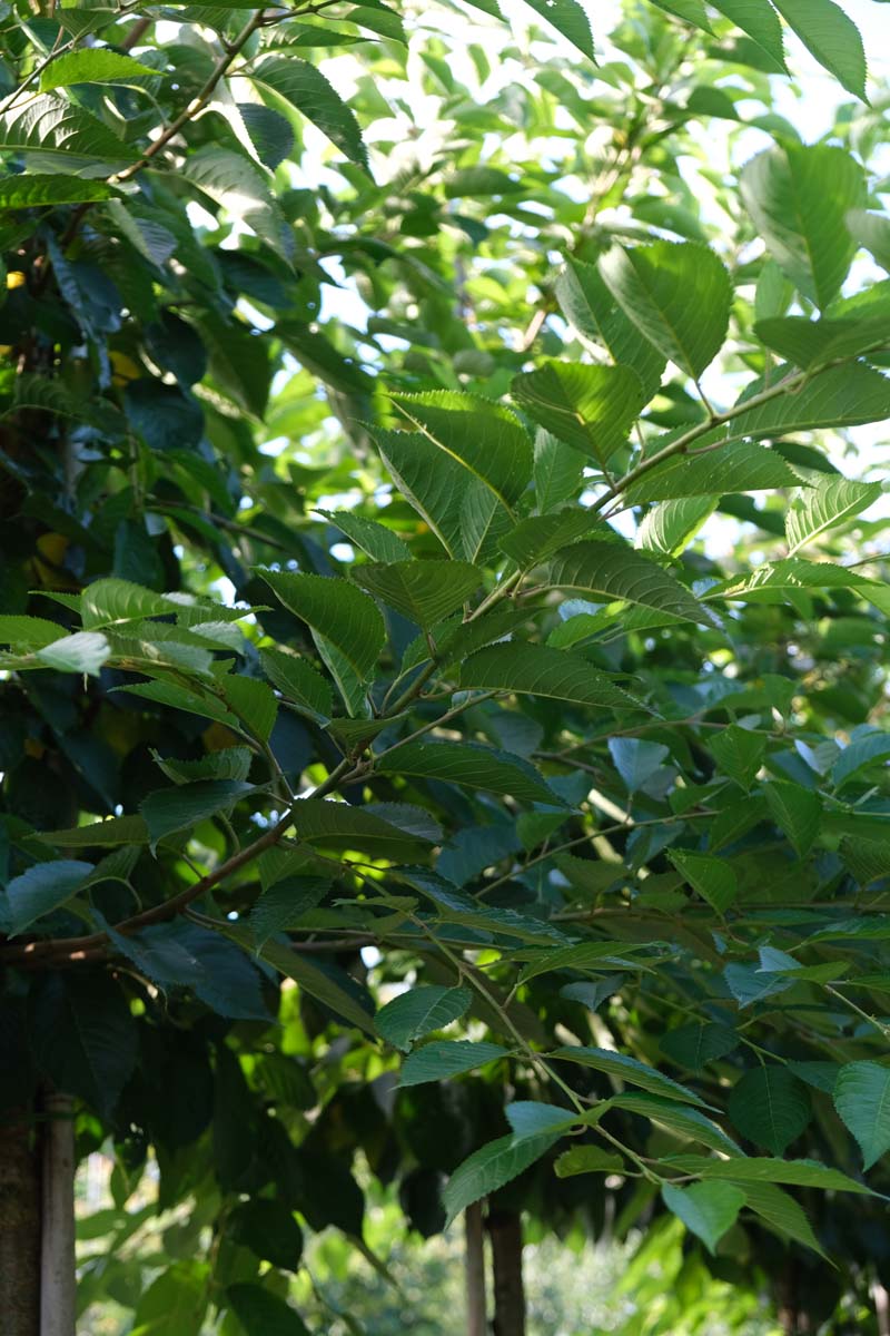 Ulmus 'Columella' leiboom twijg